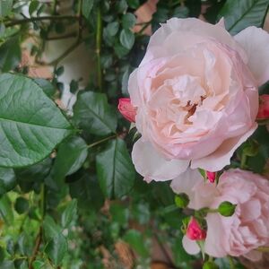 Natural Fiber Spring And Summer Live Show March 15, 2026